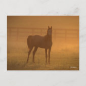 ボブラングリシュ |アラブ人が霧の中に立っている ポストカード (正面)