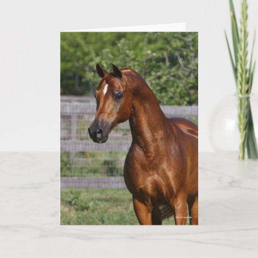 ボブラングリシュ |アラブ系スタリオンの立ったヘッドショット カード (正面)