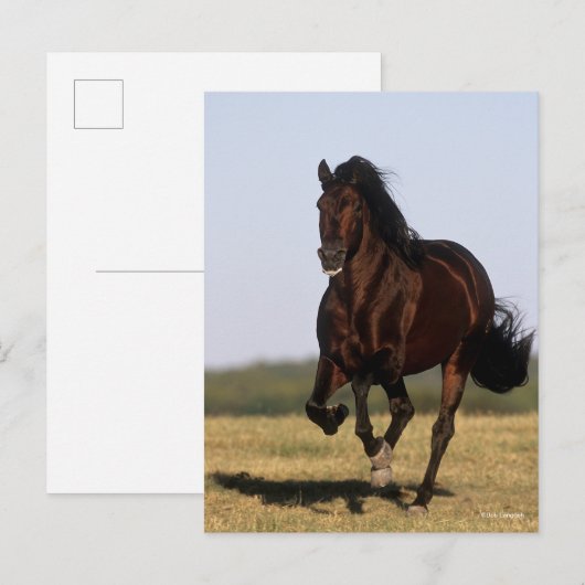 ボブラングリシュ |アンダルシアランニングスタリオン ポストカード (正面/裏面)