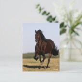 ボブラングリシュ |アンダルシアランニングスタリオン ポストカード (スタンド正面)