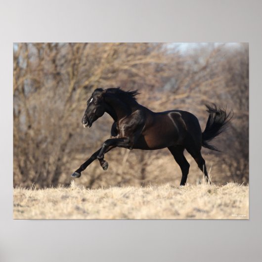 ボブラングリシュ |アンダルシアランニングン ポスター (正面)