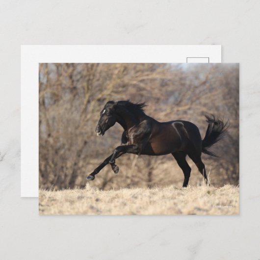 ボブラングリシュ |アンダルシアランニングン ポストカード (正面/裏面)