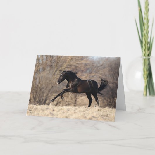 ボブラングリシュ |アンダルシアランニング カード (正面)