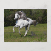 ボブラングリシュ |グレイ・アンダルシアランニングン・スタリオン ポストカード (正面)
