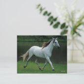 ボブラングリシュ |グレイ・アンダルシアランニングン・スタリオン ポストカード (スタンド正面)