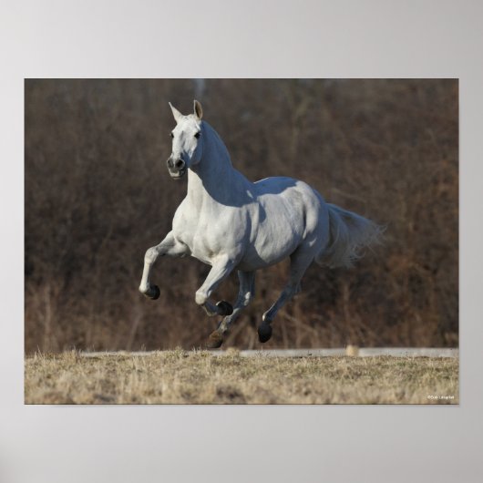 ボブラングリシュ |グレイ・アンダルシアランニングン ポスター (正面)