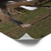 ボブラングリシュ |グレイ・アンダルチアン・スタリオン飼育 ポスター (角)