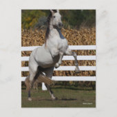 ボブラングリシュ |グレイ・アンダルチアン・スタリオン飼育 ポストカード (正面)