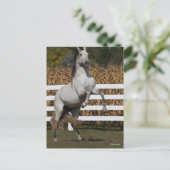 ボブラングリシュ |グレイ・アンダルチアン・スタリオン飼育 ポストカード (スタンド正面)