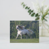 ボブラングリシュ |グレイ・ルシタノ・スタリオンランニングズ ポストカード (スタンド正面)
