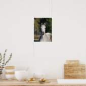 ボブラングリシュ |グレーアラブのヘッドショット ポスター (キッチン)