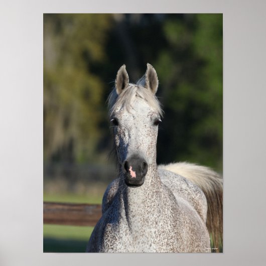 ボブラングリシュ |グレーアラブのヘッドショット ポスター (正面)