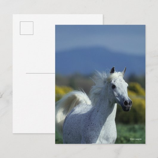 ボブラングリシュ |グレーアラブのヘッドショット ポストカード (正面/裏面)