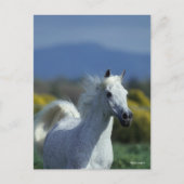 ボブラングリシュ |グレーアラブのヘッドショット ポストカード (正面)