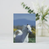 ボブラングリシュ |グレーアラブのヘッドショット ポストカード (スタンド正面)