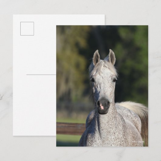 ボブラングリシュ |グレーアラブのヘッドショット ポストカード (正面/裏面)