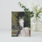 ボブラングリシュ |グレーアラブのヘッドショット ポストカード (スタンド正面)