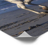 ボブラングリシュ |グレーアラブスタリオン歩くオンビーチ ポスター (角)