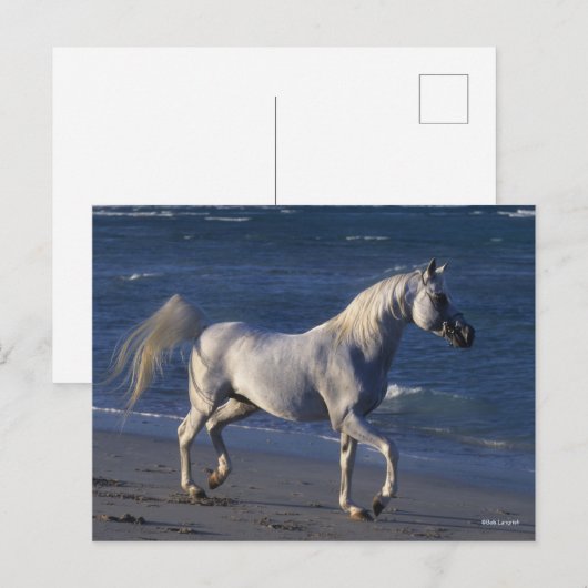ボブラングリシュ |グレーアラブスタリオン歩くオンビーチ ポストカード (正面/裏面)