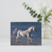 ボブラングリシュ |グレーアラブスタリオン歩くオンビーチ ポストカード (スタンド正面)
