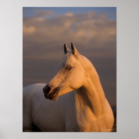 ボブラングリシュ |グレーアラブヘッドショット夕べライト ポスター (正面)