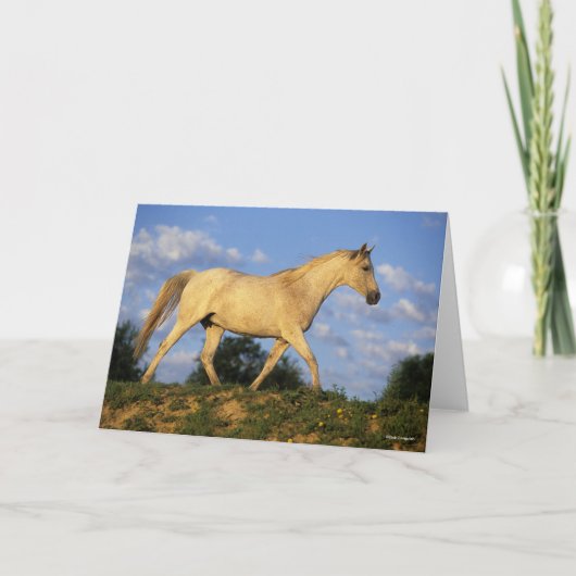 ボブラングリシュ |グレーアラブ歩く カード (正面)