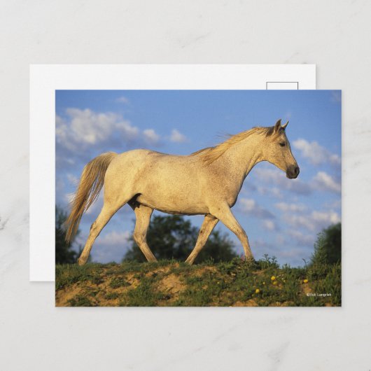 ボブラングリシュ |グレーアラブ歩く ポストカード (正面/裏面)