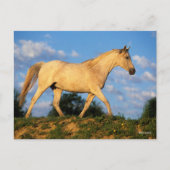 ボブラングリシュ |グレーアラブ歩く ポストカード (正面)