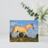 ボブラングリシュ |グレーアラブ歩く ポストカード (スタンド正面)