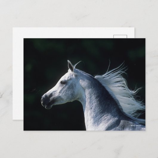 ボブラングリシュ |グレーアラブ首長国連邦3 ポストカード (正面/裏面)