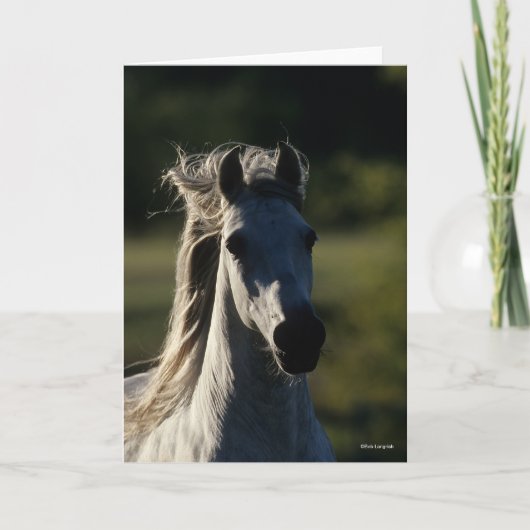 ボブラングリシュ |グレーアンダルシアンヘッドショットバックライト カード (正面)