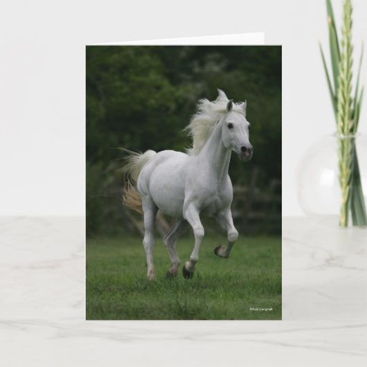 ボブラングリシュ |グレーランニングアラブのマネが流れる カード (正面)