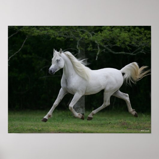 ボブラングリシュ |グレー・アラブランニング ポスター (正面)