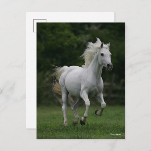 ボブラングリシュ |グレー・アラブランニング ポストカード (正面/裏面)