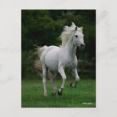 ボブラングリシュ |グレー・アラブランニング ポストカード (正面)