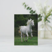 ボブラングリシュ |グレー・アラブランニング ポストカード (スタンド正面)