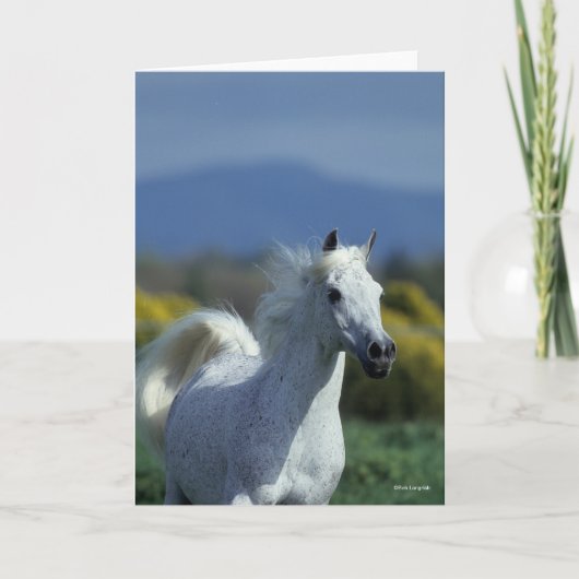 ボブラングリシュ |グレー・アラブ首章 カード (正面)