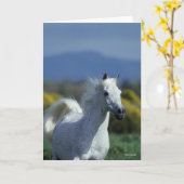 ボブラングリシュ |グレー・アラブ首章 カード (黄色い花)