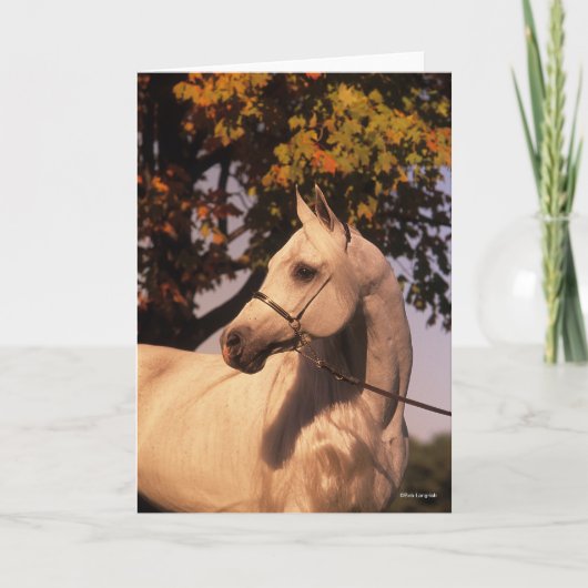 ボブラングリシュ |グレー・アラブ・スタリオン・ヘッドショット4 カード (正面)