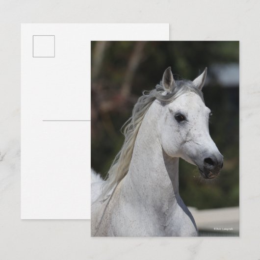 ボブラングリシュ |グレー・アラブ・スタリオン・ヘッドショット ポストカード (正面/裏面)