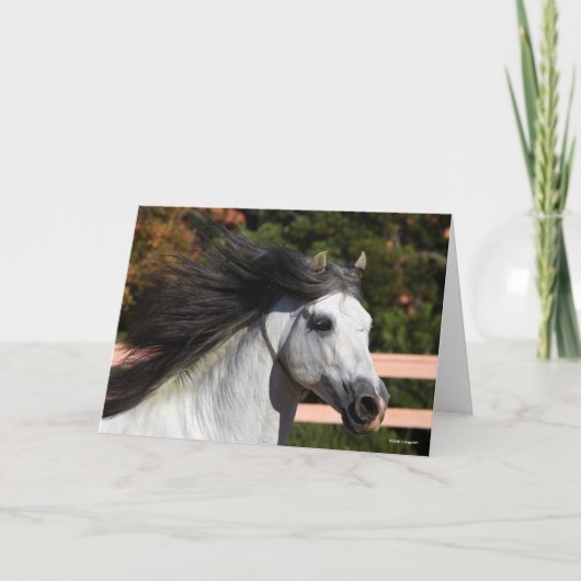 ボブラングリシュ |グレー・アンダルシアン・スタリオン岬3 カード (正面)