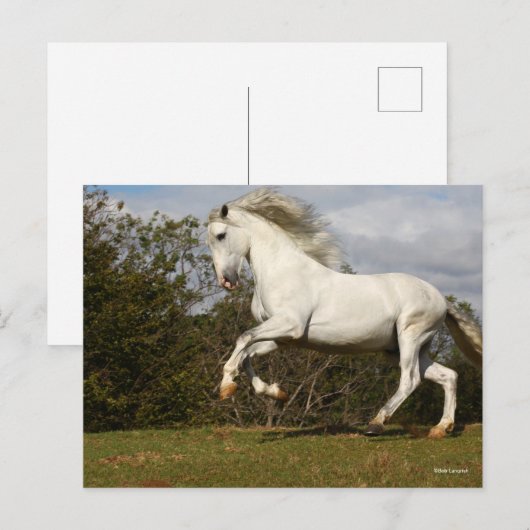 ボブラングリシュ |グレー・アンダルチアン・スタリオンが跳躍 ポストカード (正面/裏面)