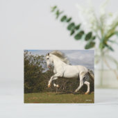 ボブラングリシュ |グレー・アンダルチアン・スタリオンが跳躍 ポストカード (スタンド正面)