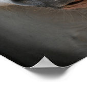 ボブラングリシュ |グレー・ウェルシュ・ポニー・タングアウト・ヘッドショット ポスター (角)