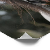 ボブラングリシュ |グレー・ウェルシュ・ポニー・ヘッドショット ポスター (角)