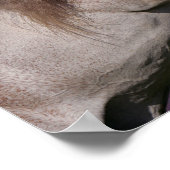 ボブラングリシュ |グレー・ユニコーンの飼育 ポスター (角)