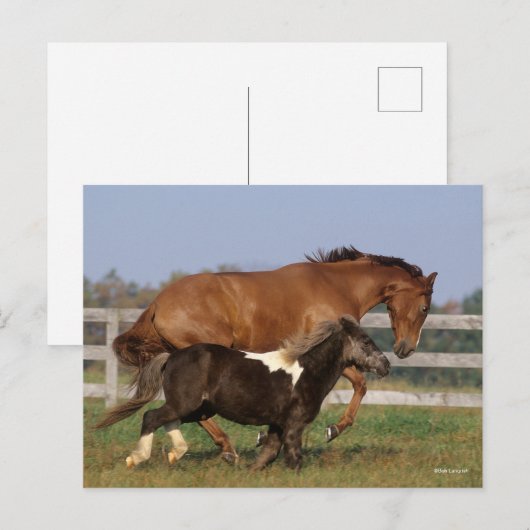 ボブラングリシュ |サラブレッドとシェトランドポニー ポストカード (正面/裏面)