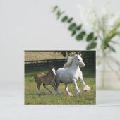 ボブラングリシュ |ジプシー・バンナー・ホース・マーレ&フォール ポストカード (スタンド正面)