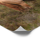 ボブラングリシュ |スクラブに立つ新しいフォレストポニー ポスター (角)