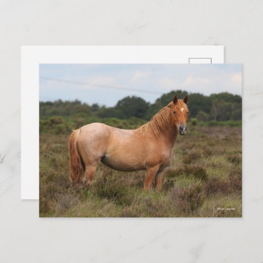 ボブラングリシュ |スクラブに立つ新しいフォレストポニー ポストカード (正面/裏面)